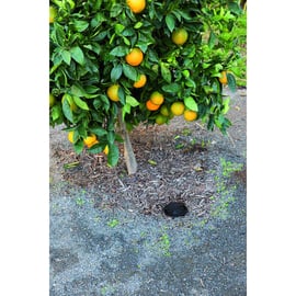 Système d'arrosage des racines RZWS